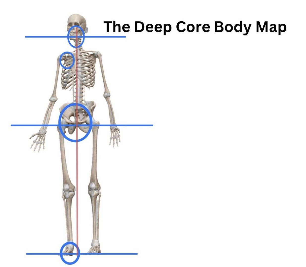 A handful of bones is all we need to be aware of in order to connect with our deep innet self. 