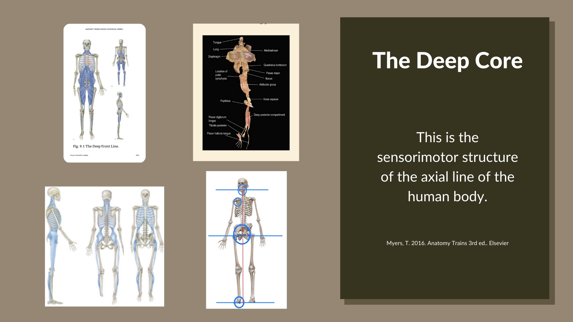 This is a profound new discovery in anatomy. it is the key to our inner awareness.