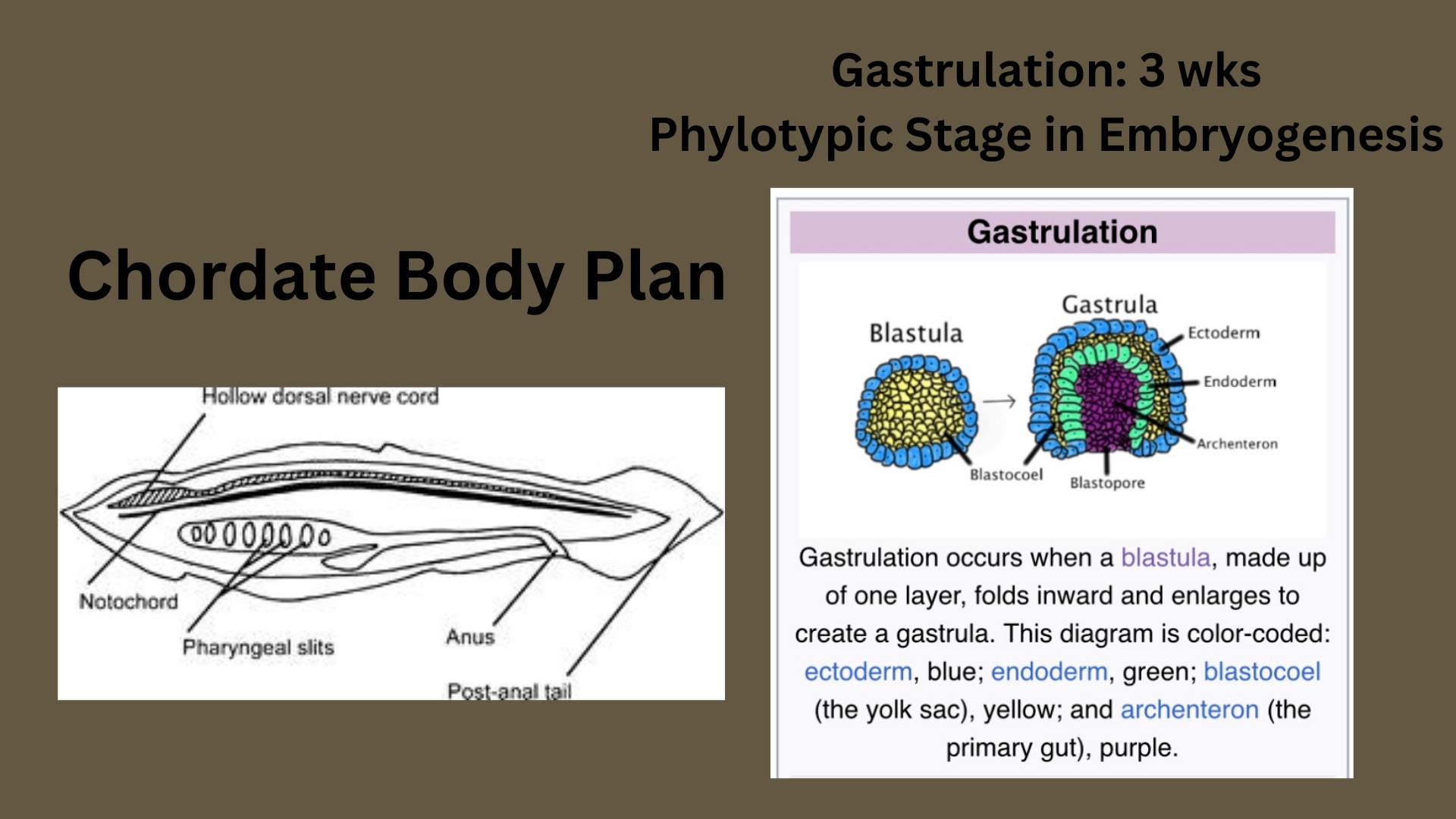 Our primordial body plan is tubular. 