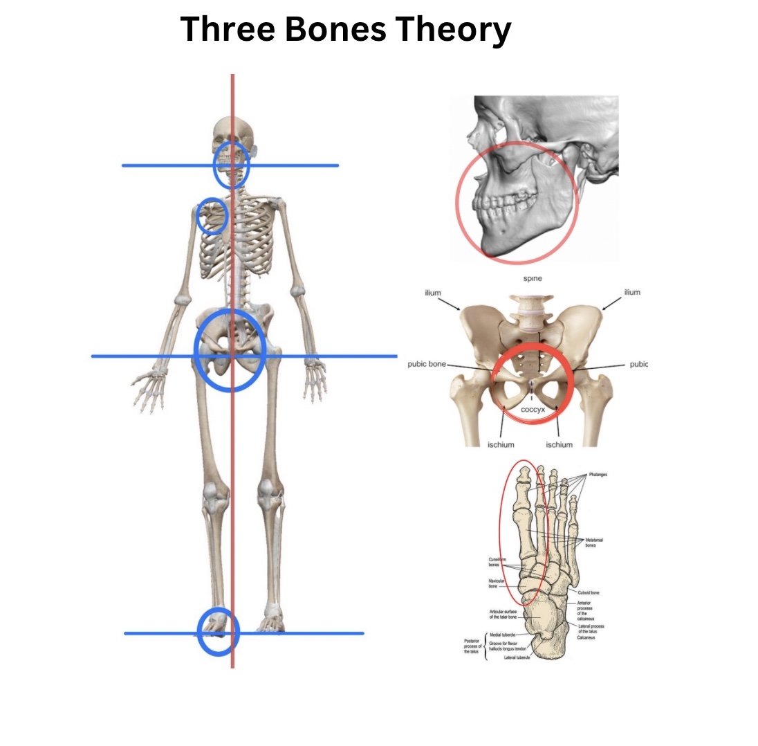 There are three major junctures on the axial line of the body and at the center of each is a bony servomechanism shaped like a grip, lever, or a handle which coordinates the arrays of bones, muscles and other tissues that emanate from it. These three bones are where we focus our attention. By doing so the bones themselves will tell you what to do. A fourth bone is the scapula.