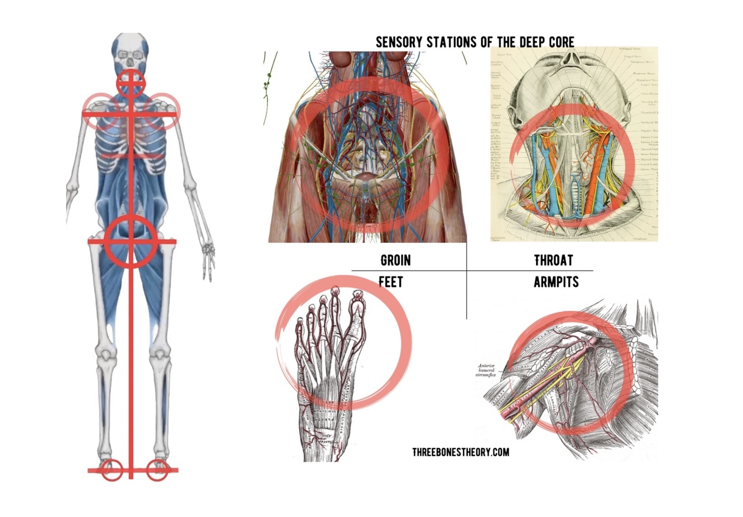 Each major juncture of the body is a sensory station of concentrated and intensified sensory motor activity.