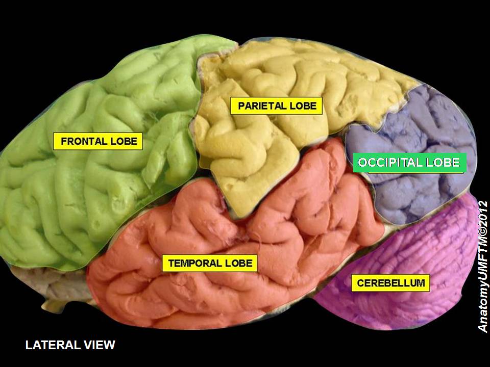 The cerebellum is isolated from the rest of the brain. It is the hindbrain and literally translates to something meaning the “little” or “baby” brain (cere-bellum). It possesses a a different and much more regular striated structure than the convolutions of the rest of the brain. Because of its regular and very compact structure it is understood to perform a single basic function, integration or the "universal cerebellar transform" (Schmahmann).