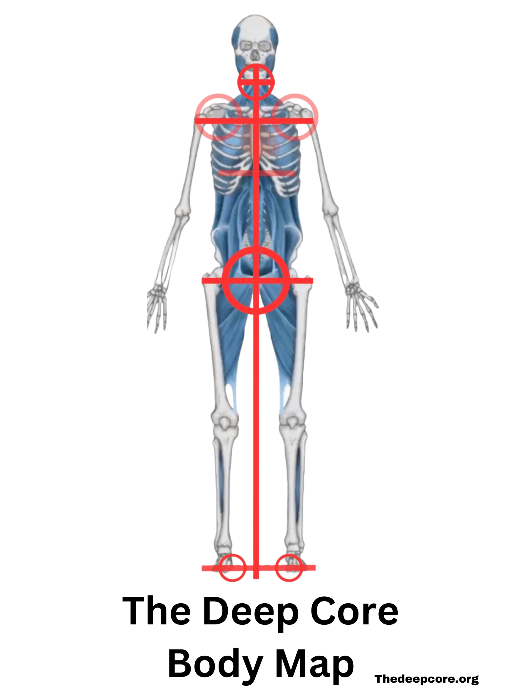 The system can be represented in a simple figure like this with just a handful of major bones.