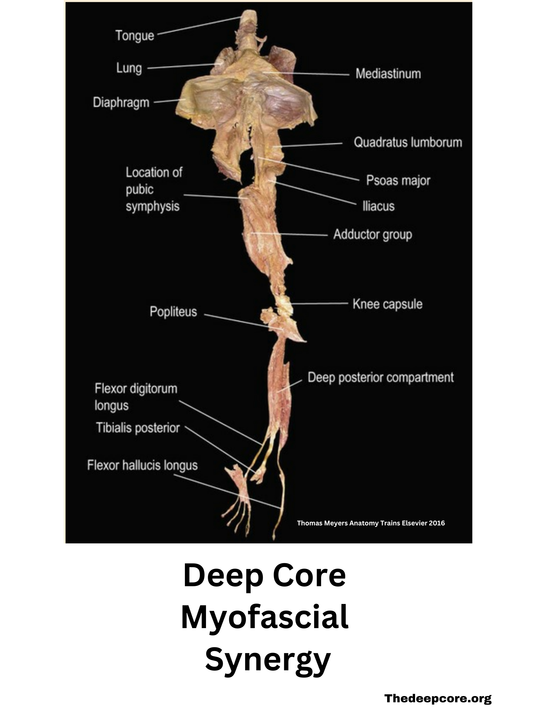 This is an image of the myofascial synergy that makes up the postural core of the body. This image comes from Thomas Myers Anatomy Trains. 