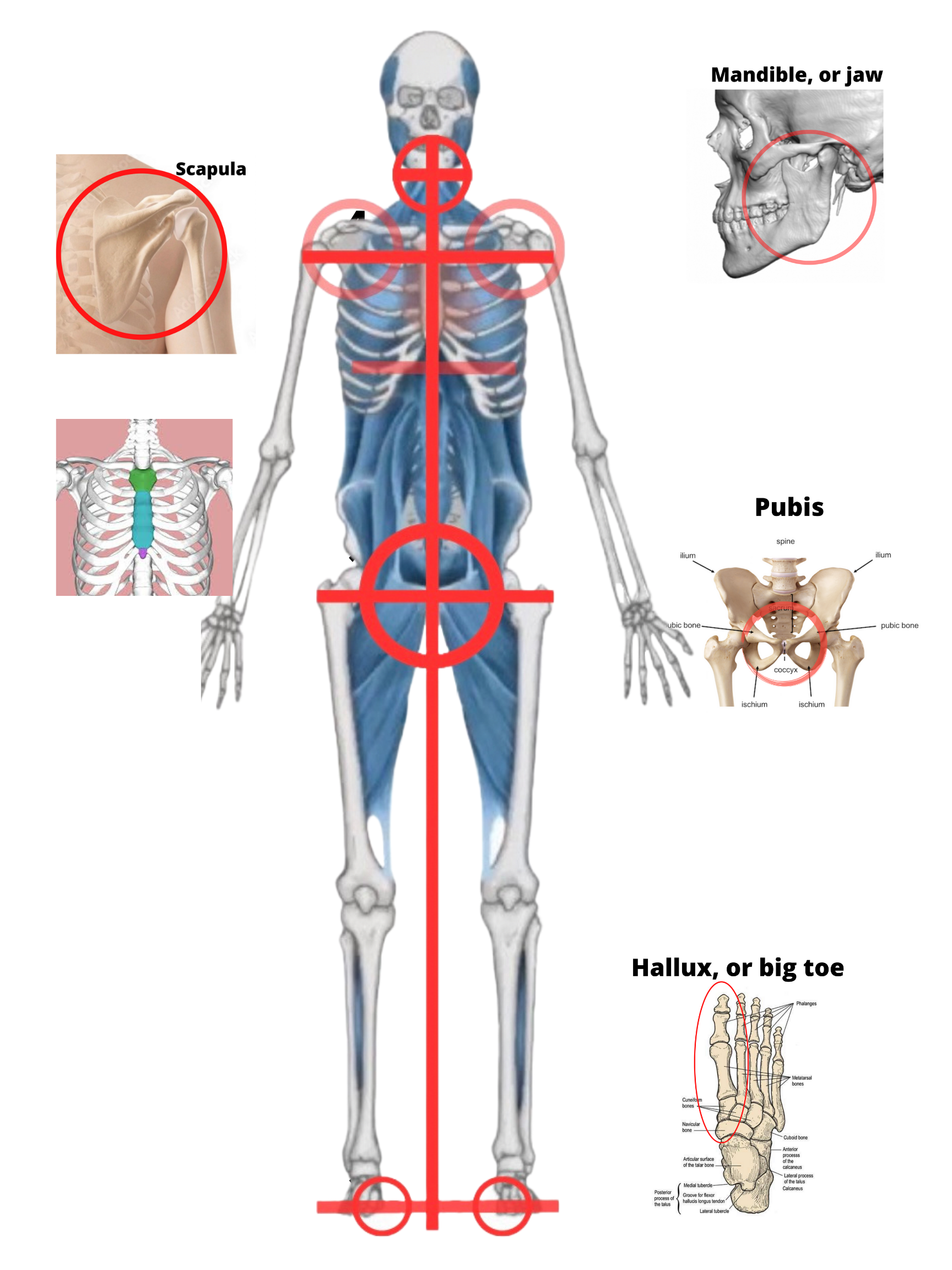 These are the bony landmarks of the generative core. At the center of each major juncture is a single prominent bone that acts as a bony servo mechanism to organize the area. We can focus our attention on these bones in order to activate these areas and to balance and align our structure. 