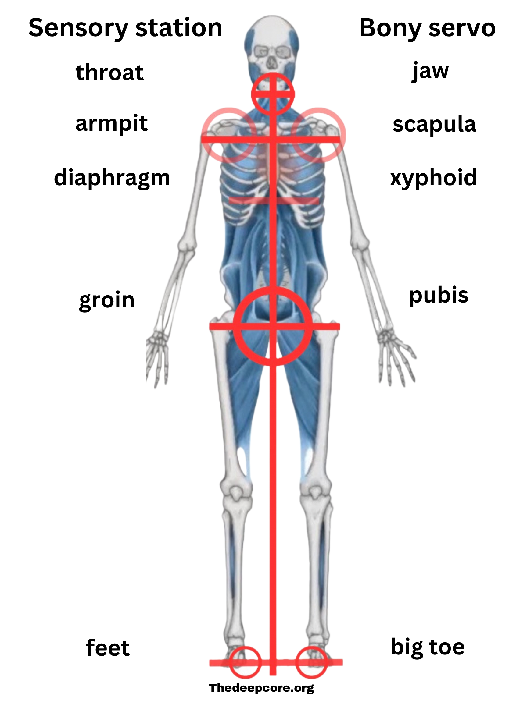 Each major juncture in the body on the axial line is a pit or concavity that is full of sensitive organs and tissues. These are sensory stations that allow us to know ourselves from within. Similarly each sensory station has at its center a single prominent bone. These bones are shaped like grips, levers, or handles and allow us to interact with the system in a way that is natural, intuitive, and efficient. 