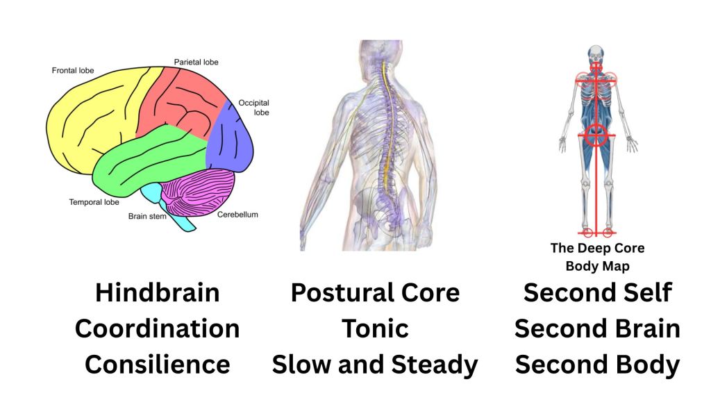The cerebellar transform is the&nbsp;core.
